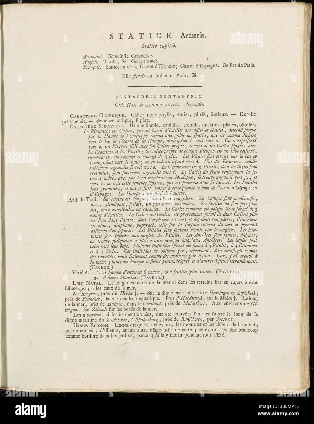Die *Statice Armeria* (moderne *Armeria maritima*) wird von Jan Kops in *Flora Batava* (Platte 0174, 1814) illustriert und zeigt die kompakten Blütenbündel und immergrünen Eigenschaften der Pflanze. Stockfoto