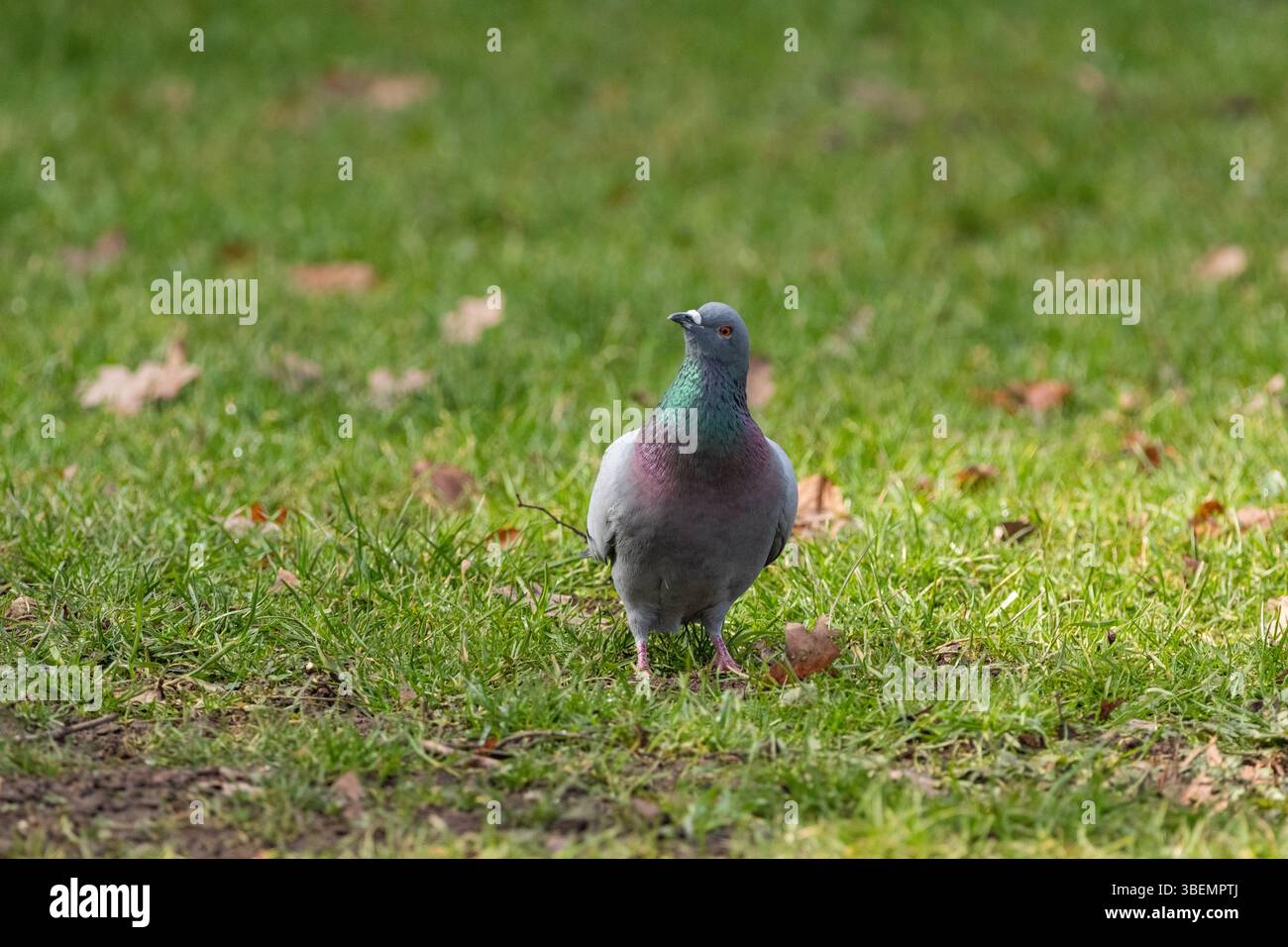 Eine sanfte Taube, die friedlich ruht und Frieden und Gelassenheit symbolisiert. Stockfoto