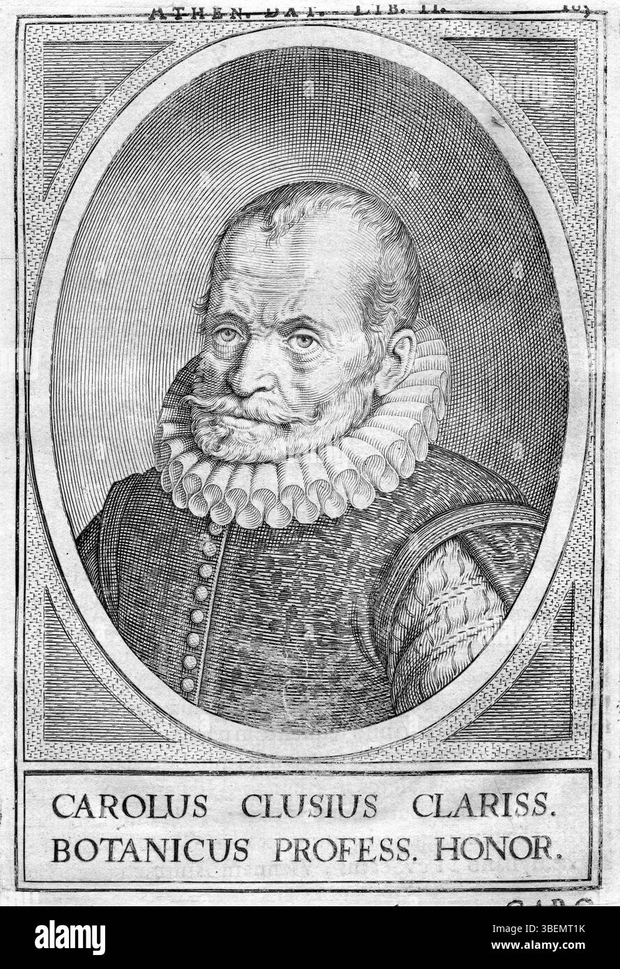 Dies ist ein Kupferstich von Charles de L'Ecluse, einem renommierten flämischen Botaniker und Arzt aus dem 16. Jahrhundert, der für seine Arbeiten zur Pflanzentaxonomie bekannt ist. Das Datum der Gravur ist unbekannt, spiegelt aber seine Bedeutung in der Wissenschaftsgeschichte wider. Stockfoto