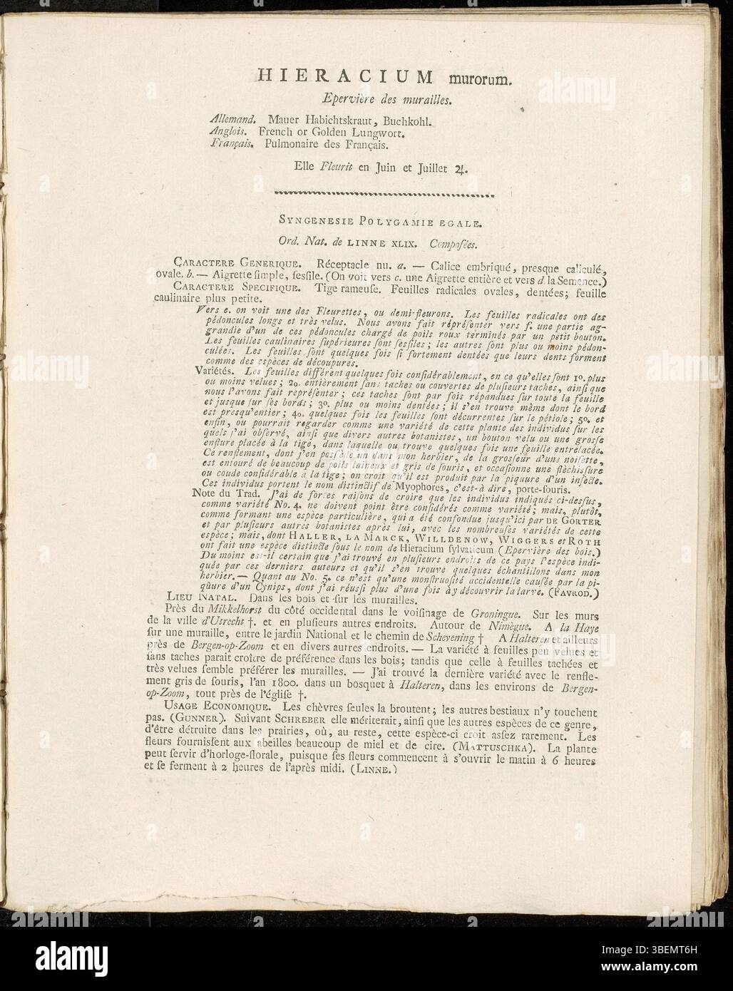Hieracium murorum, klassifiziert als Hieracium Sekt Vulgata wurde 1807 von Jan Kops beschrieben. Diese Pflanze kommt in felsigen und gestörten Gebieten vor und zeichnet sich durch ihre Blütenköpfe aus. Stockfoto