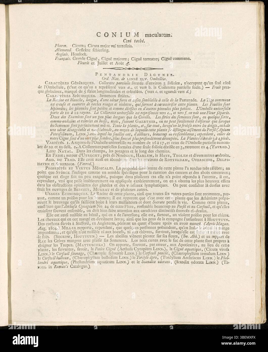 Französische botanische Beschreibung von Conium maculatum (Hemlock), einer giftigen Biennalpflanze, von Jan Kops im Jahr 1807, dargestellt auf Platte 0104 in Flora Batava. Stockfoto