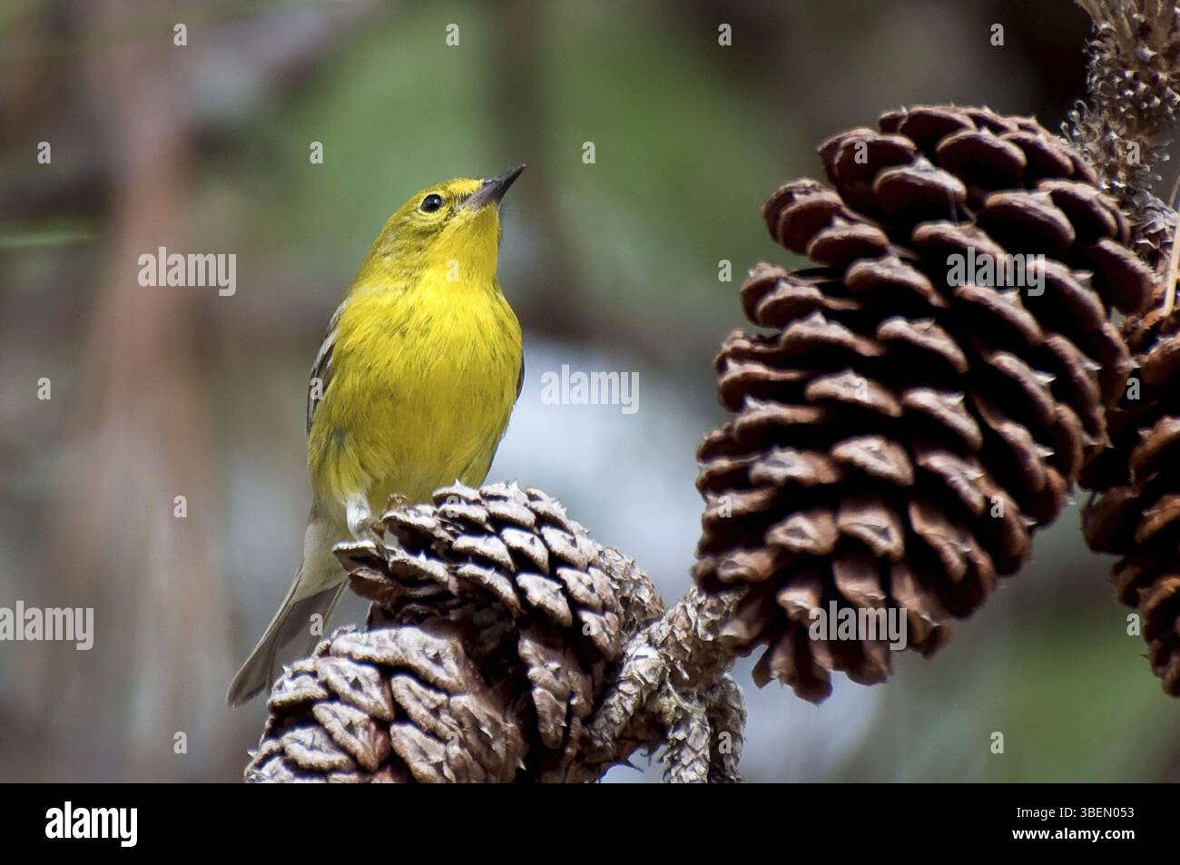 Kiefer (Pinus Dendroica) Warbler Stockfoto