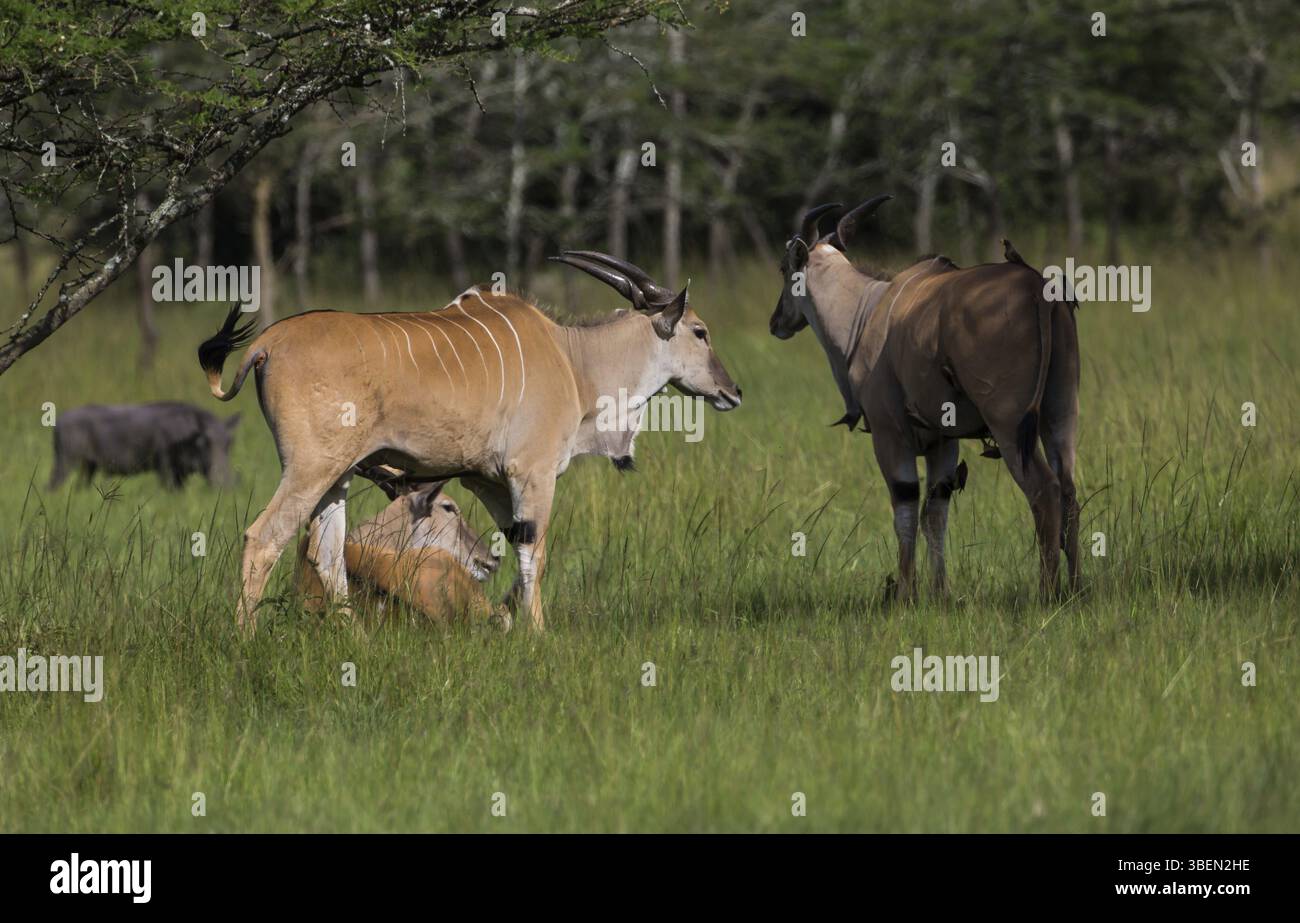 Eland (Tauro Oryx) Stockfoto