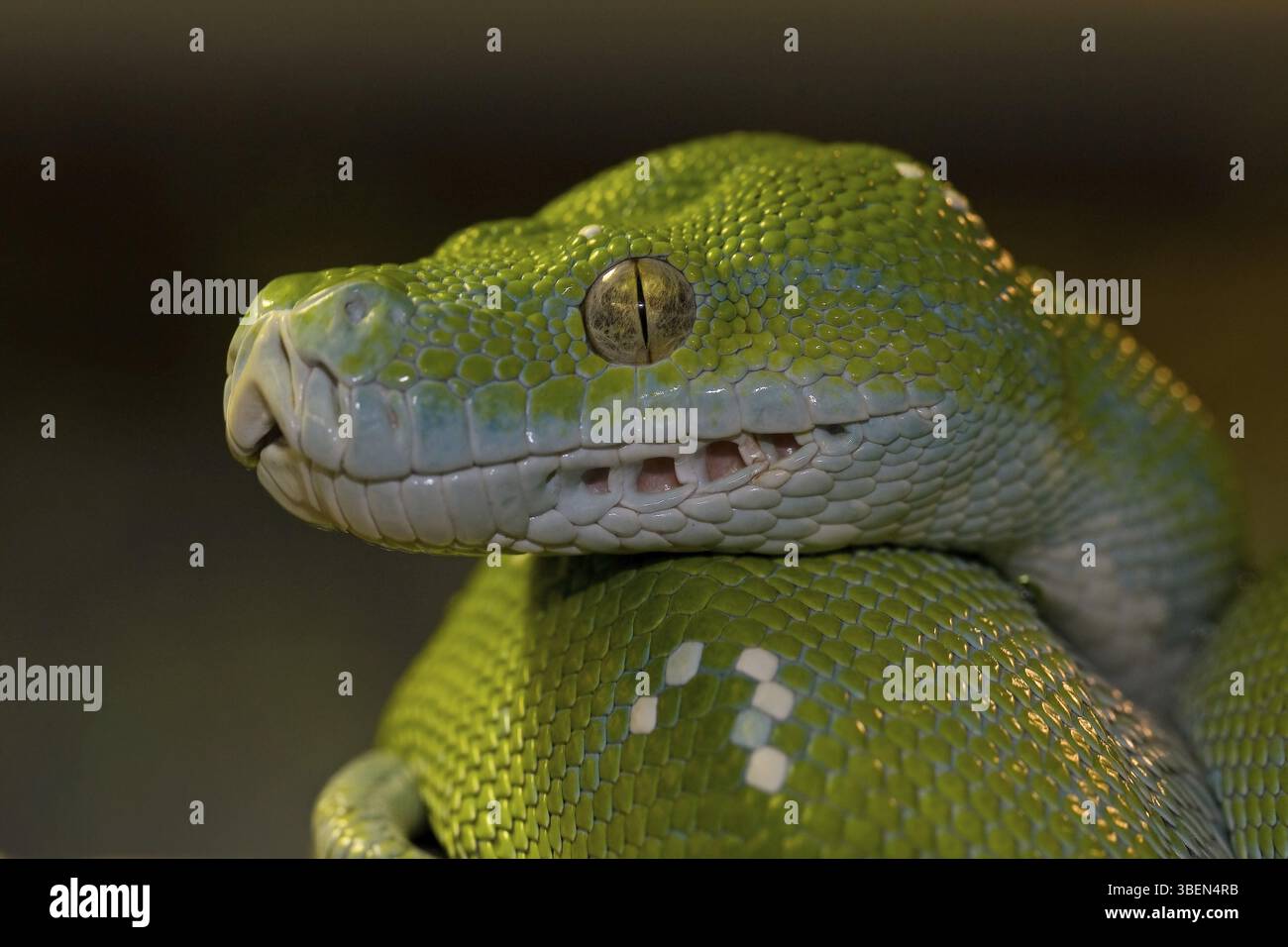 Grüner Baumpython (Morelia Viridis) Stockfoto