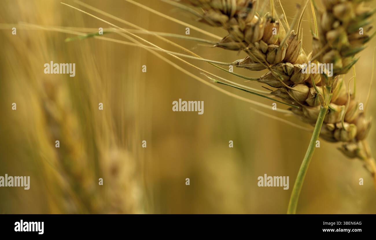 Weichweizen, Brotweizen, Saatweizen (Triticum aestivum, Triticum, Pooideae, Poaceae, Poales) Stockfoto