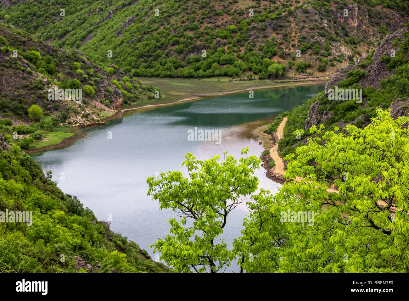Eine europäische Brennnessel (Celtis australis) mit grünen Blättern (R), auch mediterrane Hackbeere, vor der Schlucht des Flusses Zrmanja, Kroatien, Europa Stockfoto