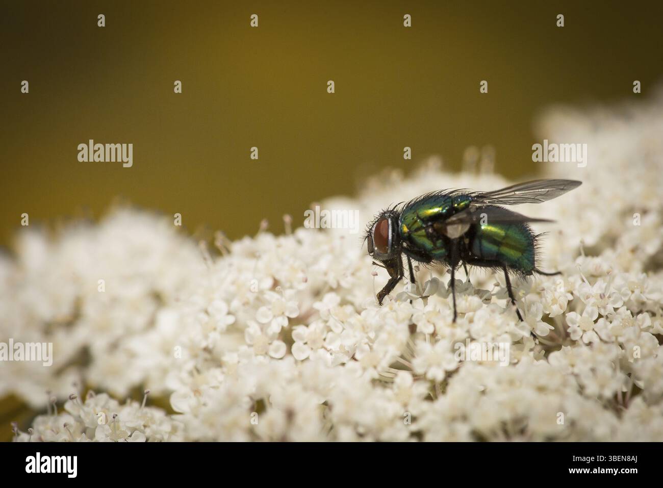 Glänzende Fliege Stockfoto