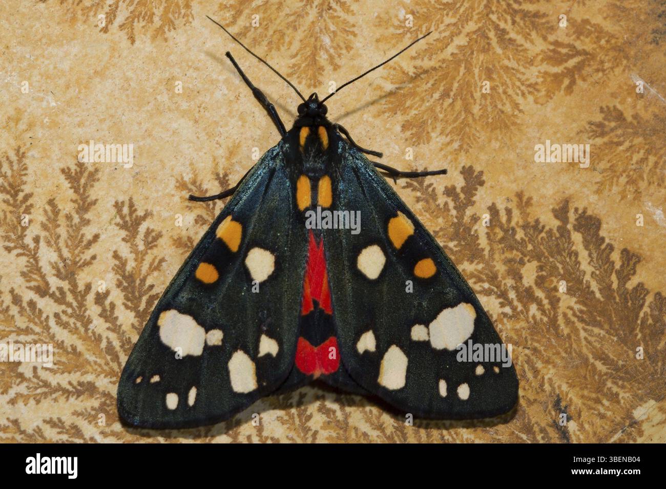 Schöner Bär (Callimorpha dominula) Stockfoto