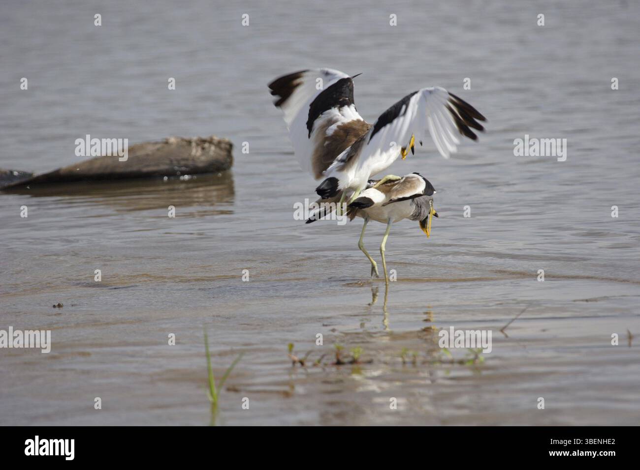 Weißgekrönter Kiefer (Vanellus albiceps) Stockfoto