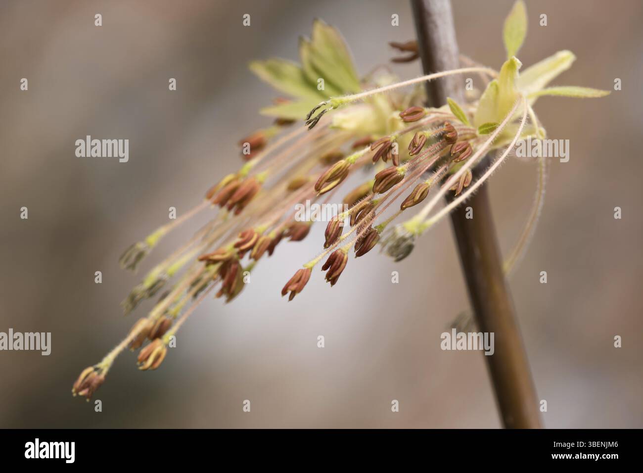 Aschenahorn (Acer negundo) Stockfoto
