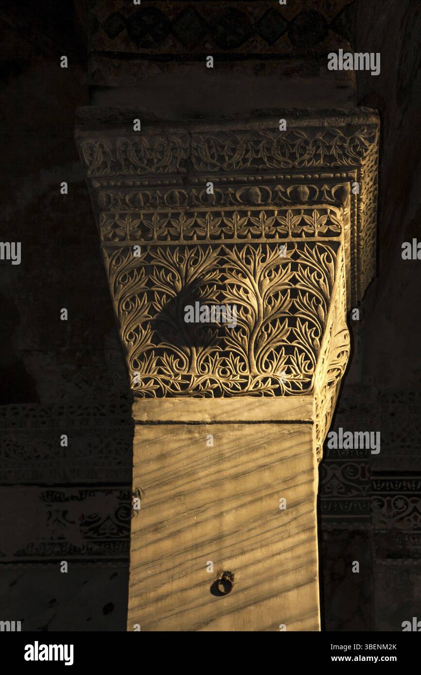 Truthahneule im Abendlicht istanbul Stockfoto