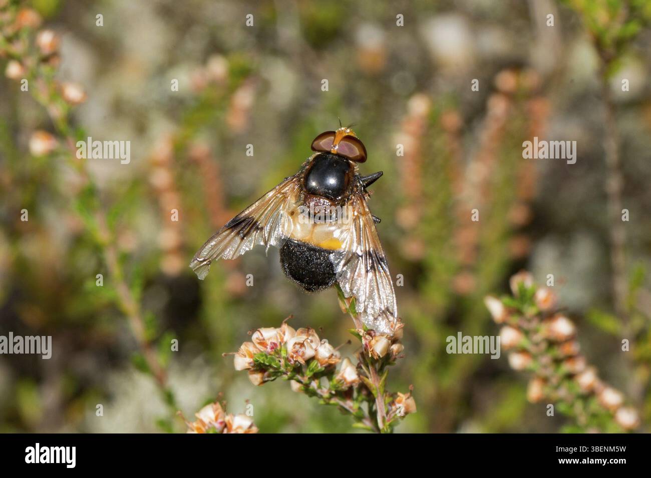 Pelluzid-Fliege (Volucella pellucens) Stockfoto