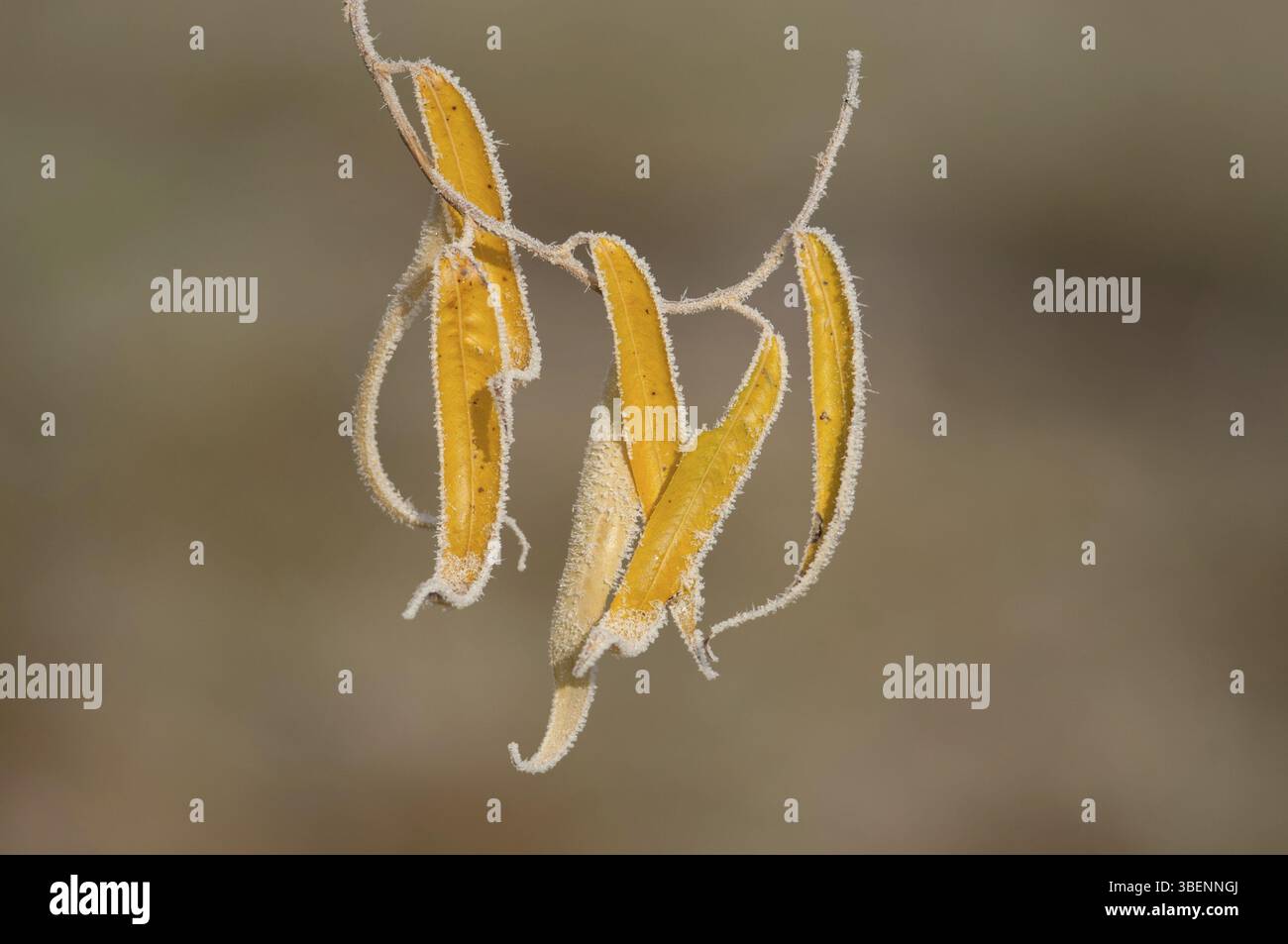 Korkenzieher Weidenzweig mit Raureif (Salix matsudana ', Tortuosa') Stockfoto