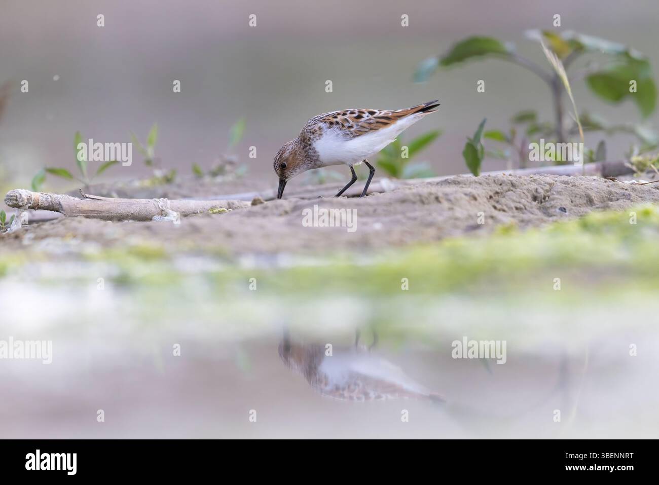 Kleiner Stint (Calidris minuta), der im Wattenschlafraum ernährt Stockfoto