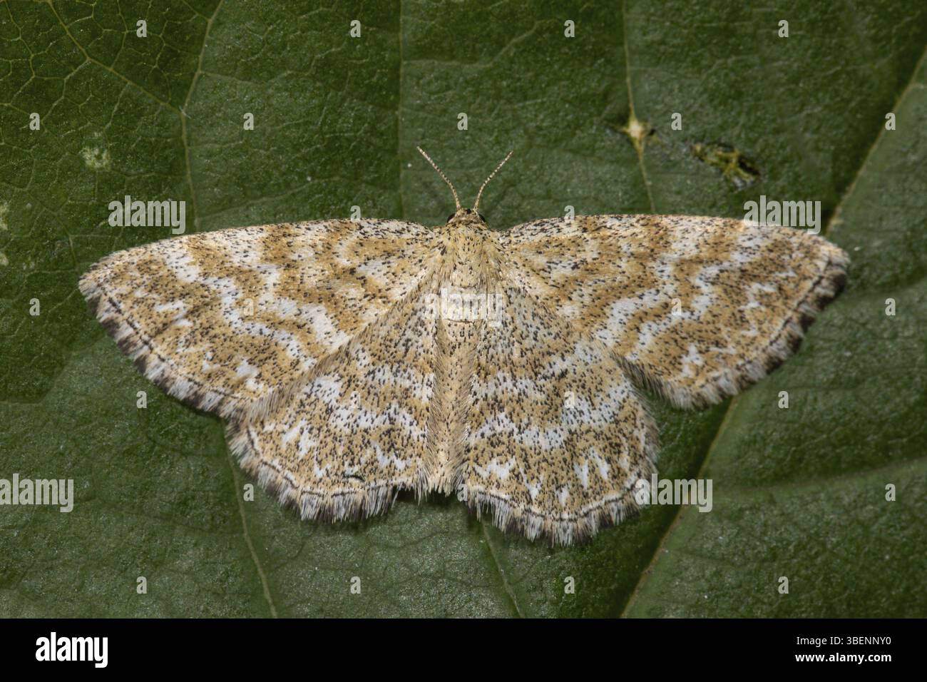 Marmorierter kleiner Peeper (Scopula immorata) Stockfoto
