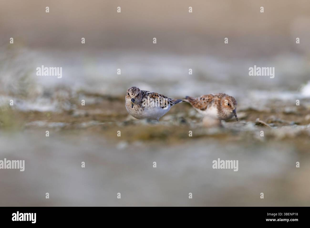 Kleiner Stint (Calidris minuta), der im Wattenschlafraum ernährt Stockfoto