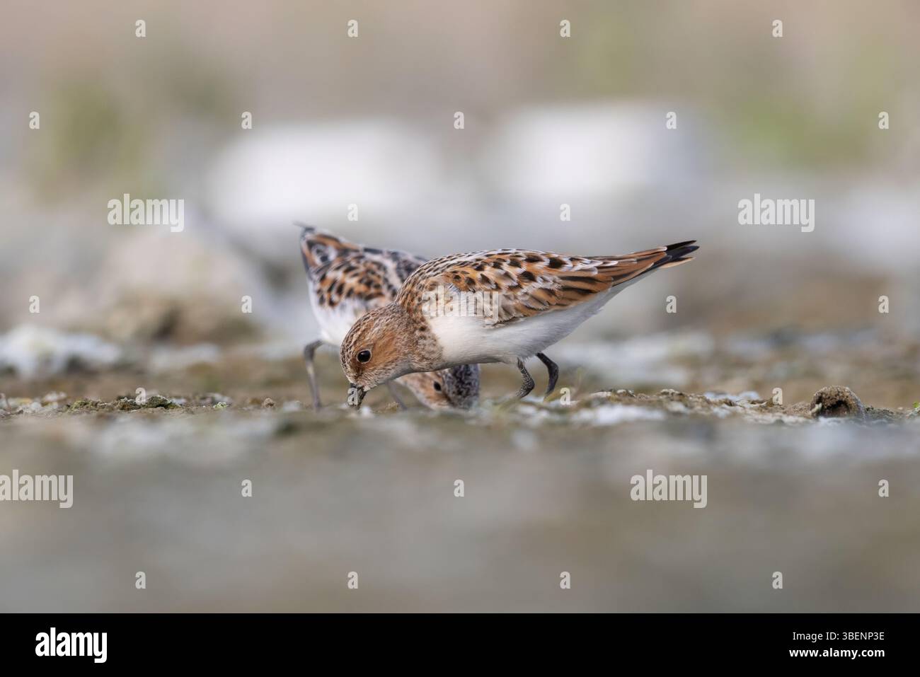 Kleiner Stint (Calidris minuta), der im Wattenschlafraum ernährt Stockfoto