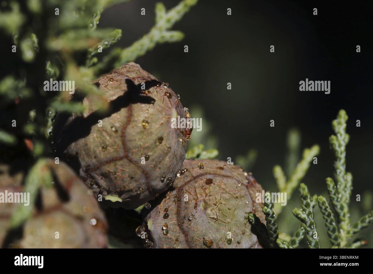 Mediterrane Zypressenkegel (Cupressus sempervirens) Stockfoto