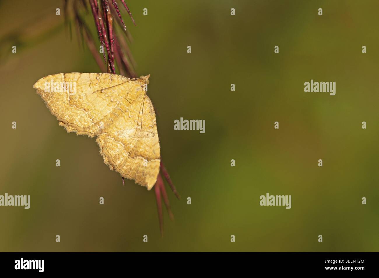 Gelbschalen-Blattrichter (Camptogramma bilineata) Stockfoto