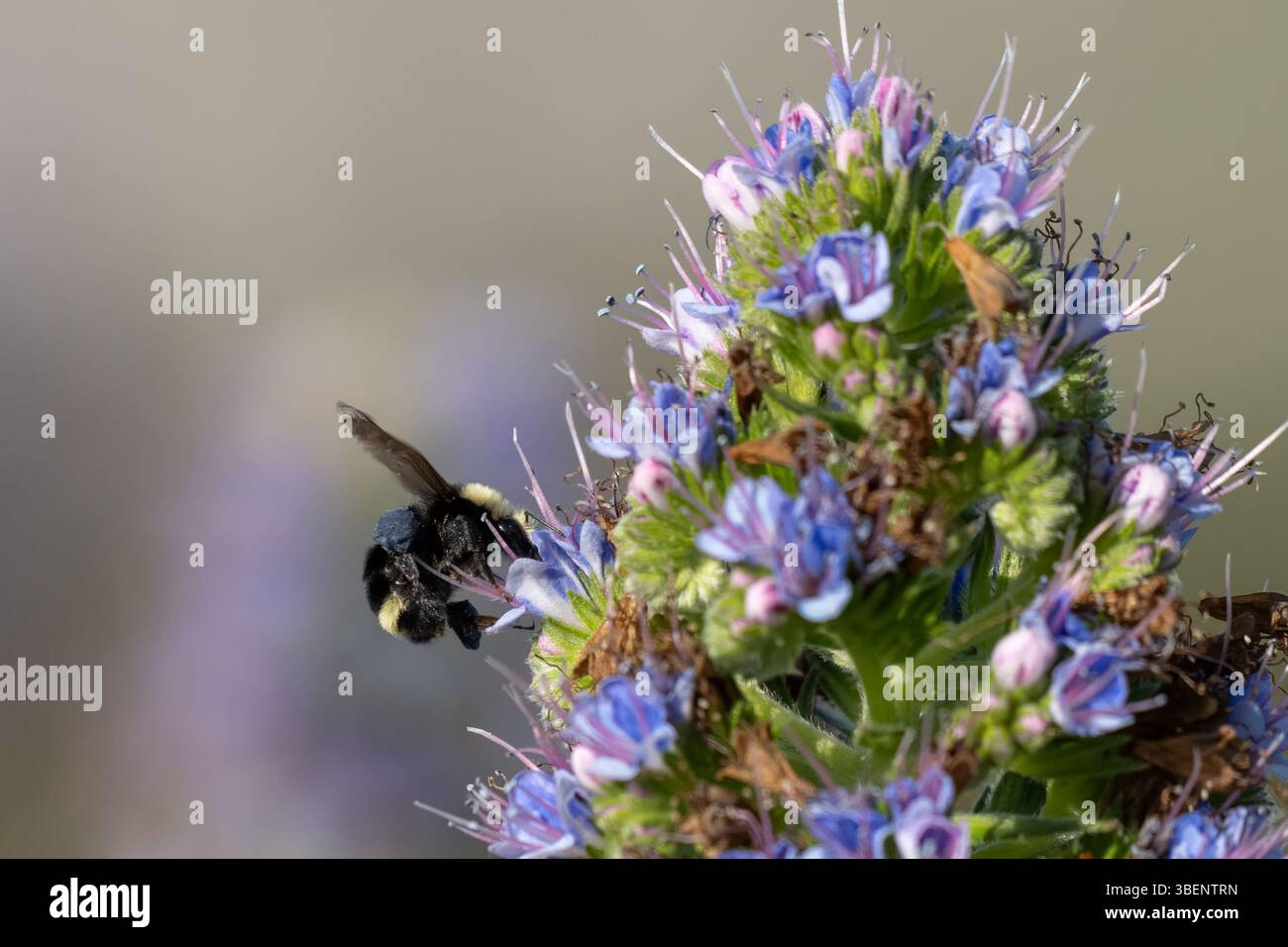 Bei der Hummel wird die Zunge in die kalifornische Wildblume eingeführt, um Pollen zu extrahieren und die Fortpflanzung zu unterstützen. Stockfoto