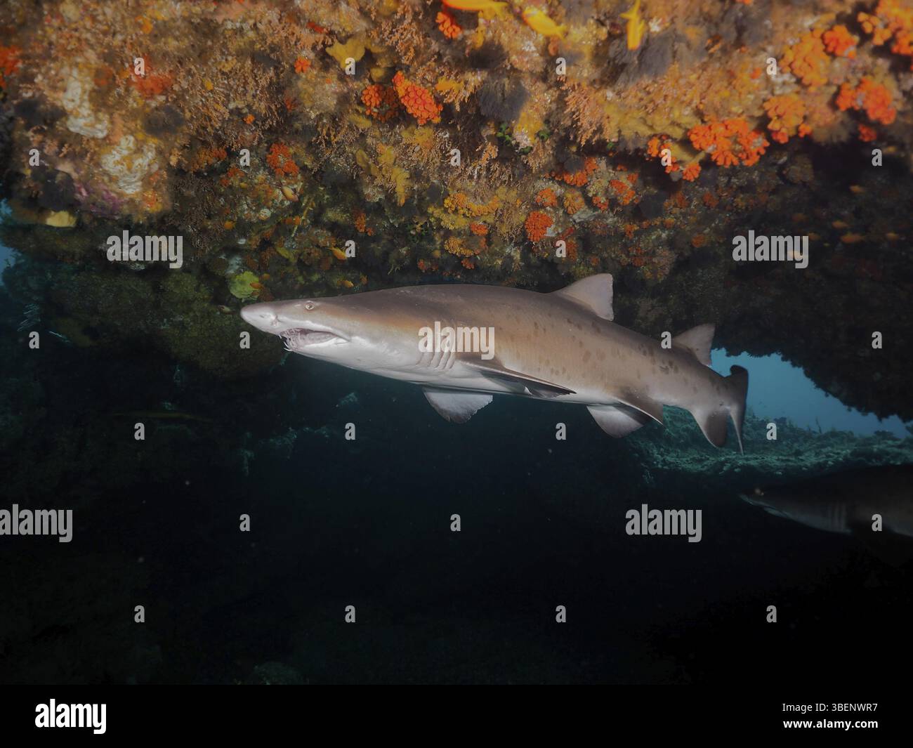 Sandtigerhai (Carcharias taurus) Stockfoto