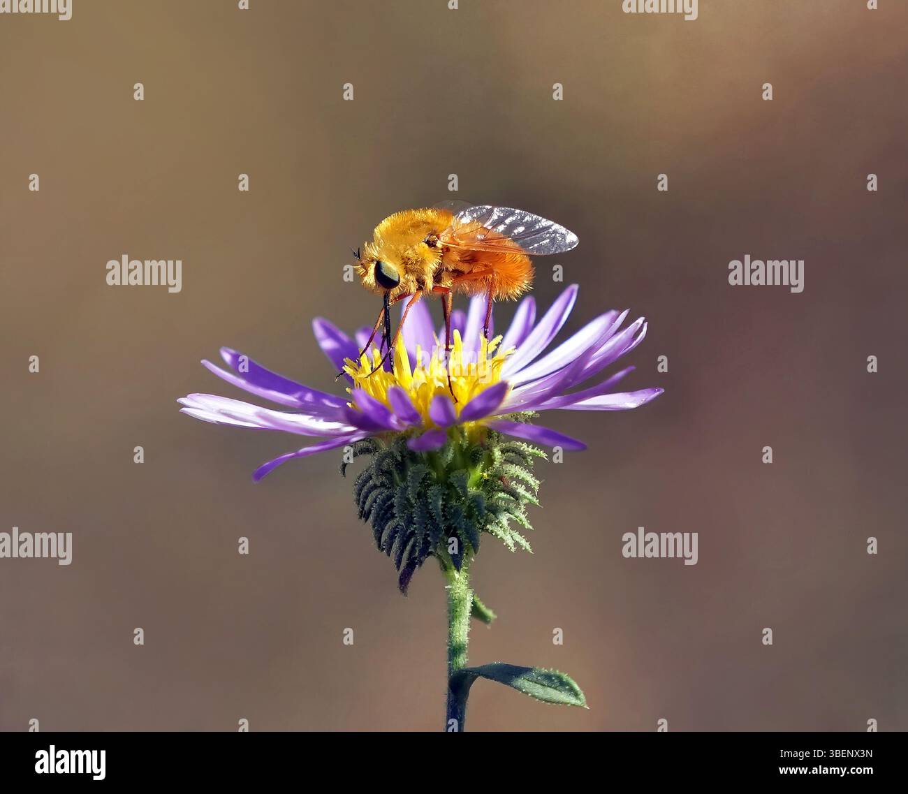 Eine Bienenfliege schlürft den Nektar einer wilden violetten Asterblume im Wald. Nahansicht. Stockfoto