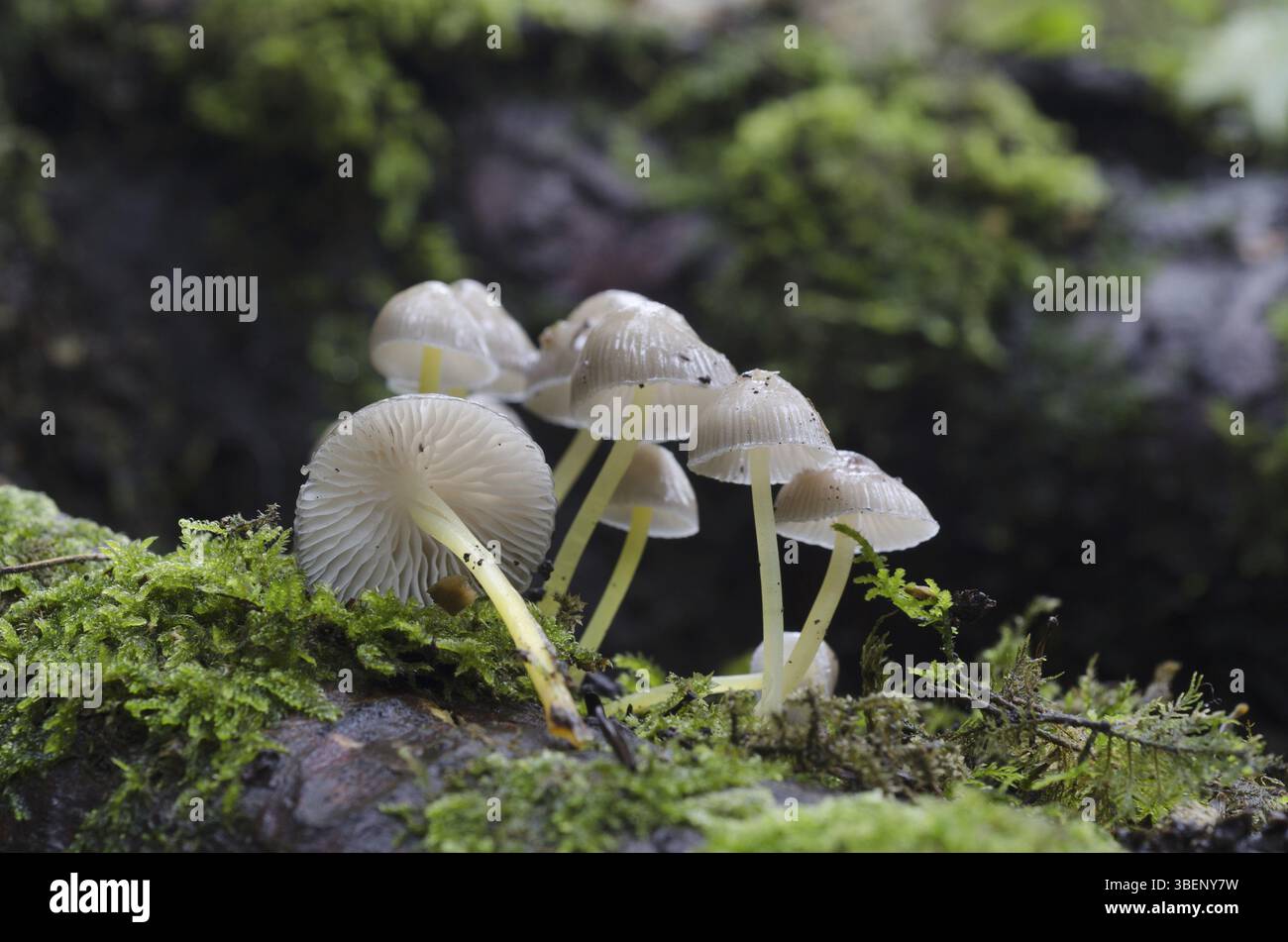 Schleimiger Helmpilz (Mycena epipterygia var viscosa) Stockfoto