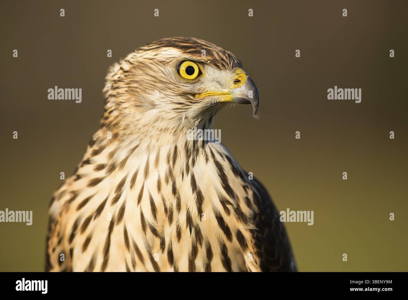 Habicht (Accipiter Gentilis) Stockfoto