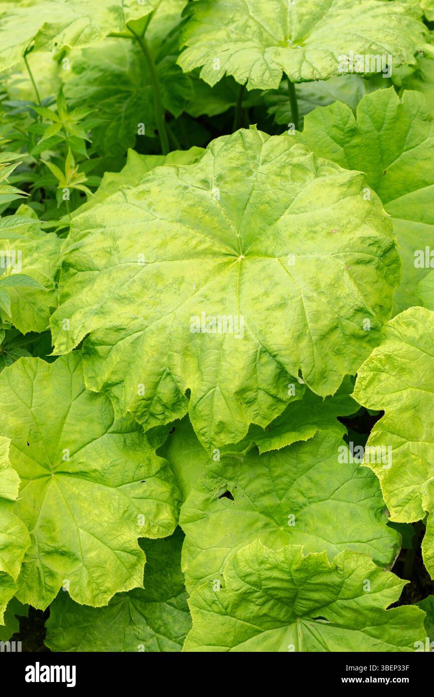 Saint Gallen, Schweiz, 19. Mai 2024 Astilboides Tabularis Pflanze im Botanischen Garten Stockfoto