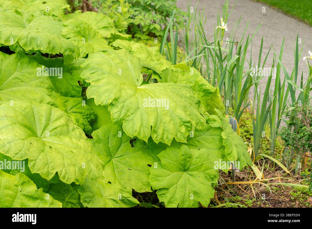 Saint Gallen, Schweiz, 19. Mai 2024 Astilboides Tabularis Pflanze im Botanischen Garten Stockfoto
