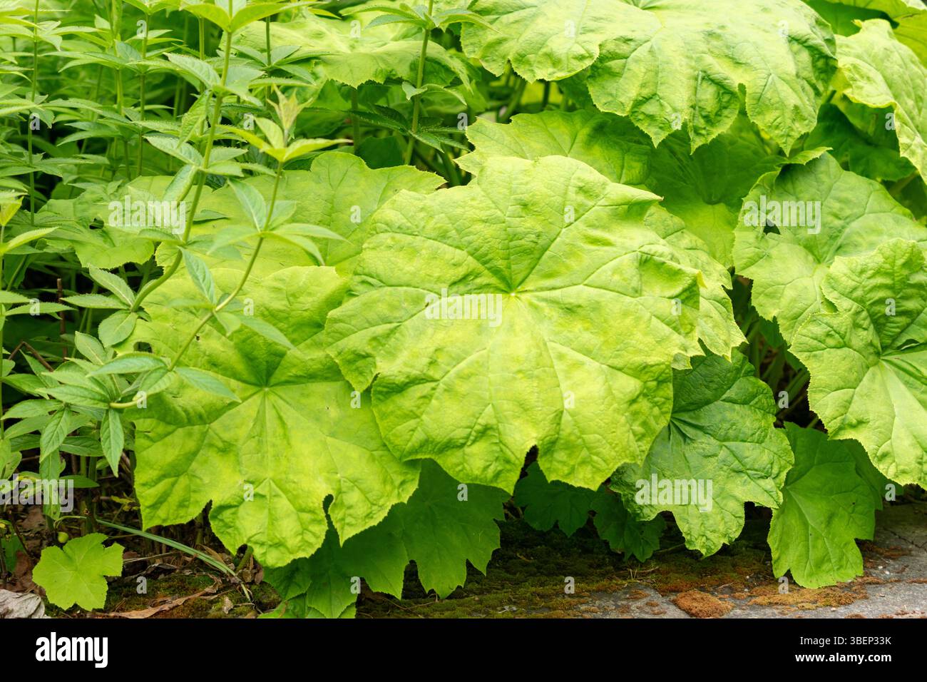 Saint Gallen, Schweiz, 19. Mai 2024 Astilboides Tabularis Pflanze im Botanischen Garten Stockfoto