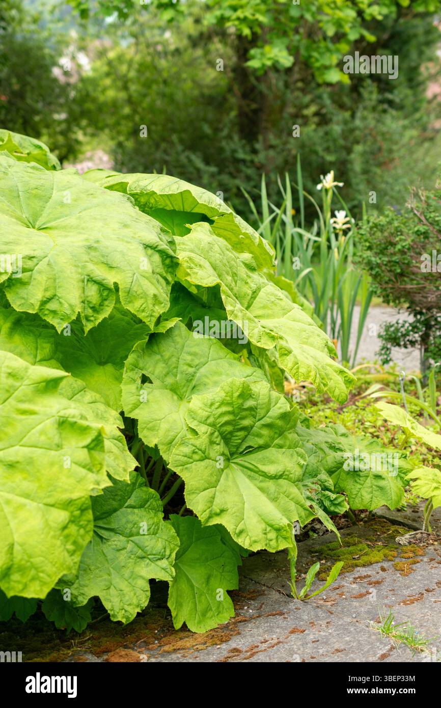 Saint Gallen, Schweiz, 19. Mai 2024 Astilboides Tabularis Pflanze im Botanischen Garten Stockfoto
