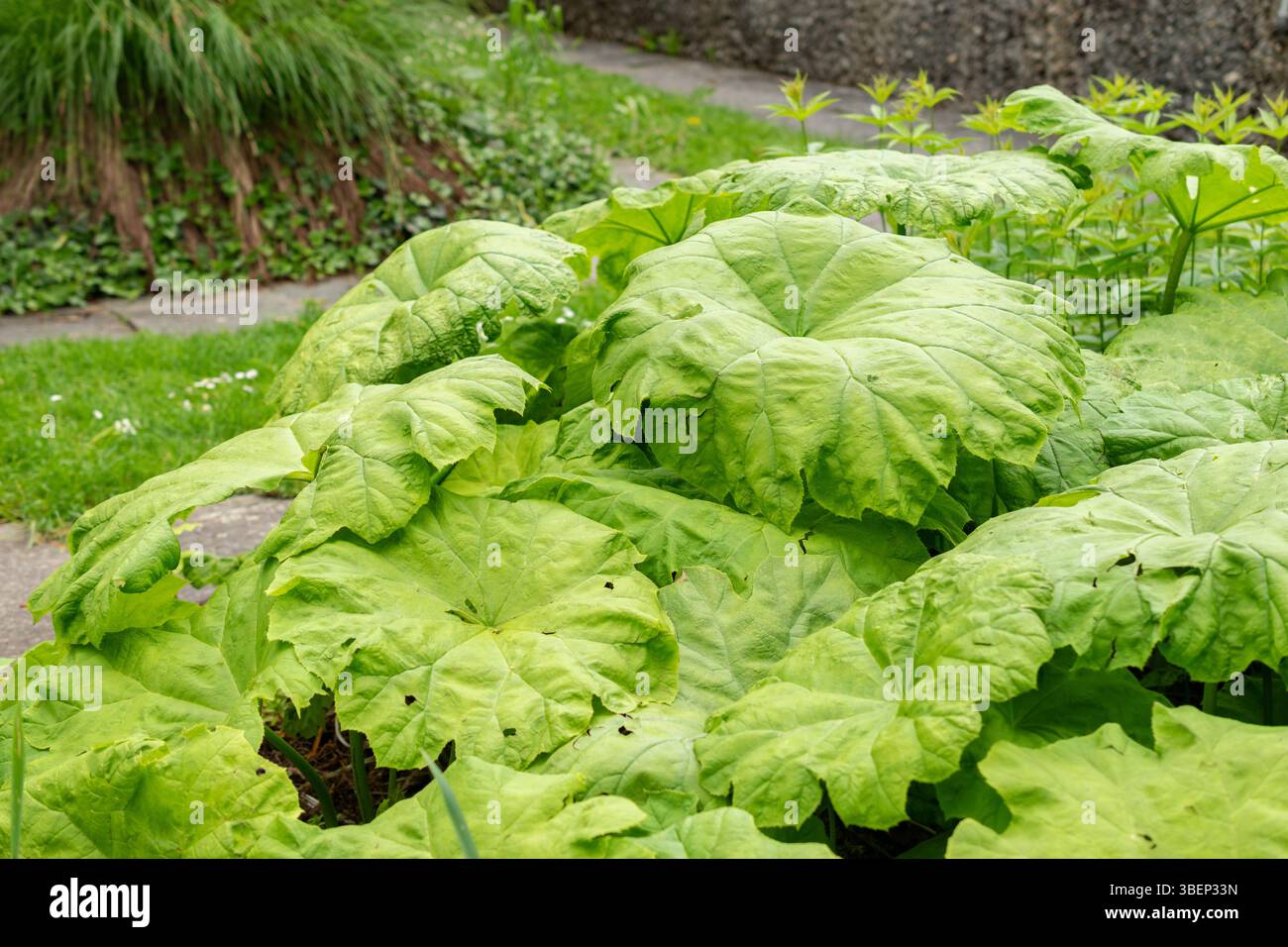 Saint Gallen, Schweiz, 19. Mai 2024 Astilboides Tabularis Pflanze im Botanischen Garten Stockfoto