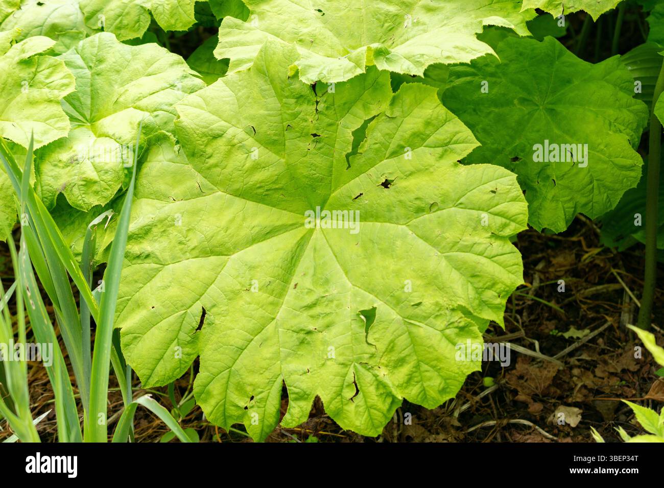 Saint Gallen, Schweiz, 19. Mai 2024 Astilboides Tabularis Pflanze im Botanischen Garten Stockfoto