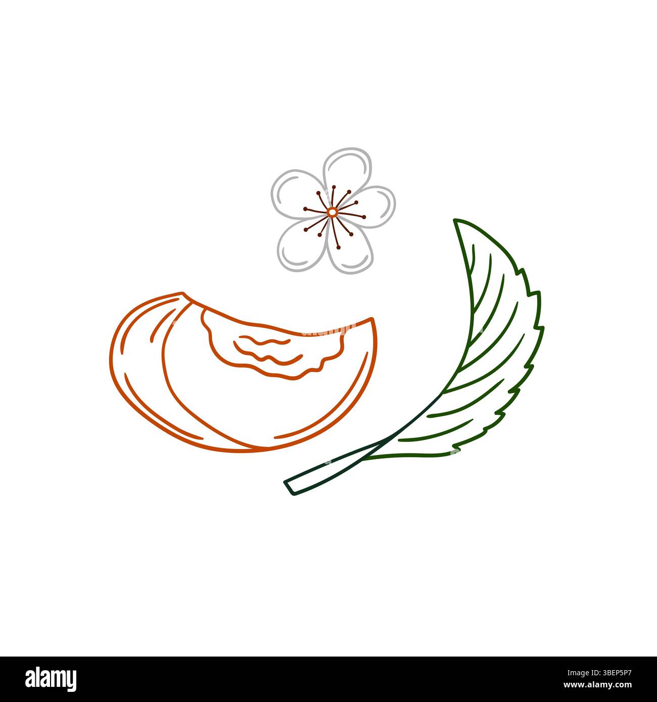 Niedliche Frucht-Illustration in Handzeichnung Stil. Aprikosensymbol auf weißem Hintergrund. Farbkontur. Design zum Ausmalen von Büchern, Lernspielen für Kinder. Stock Vektor