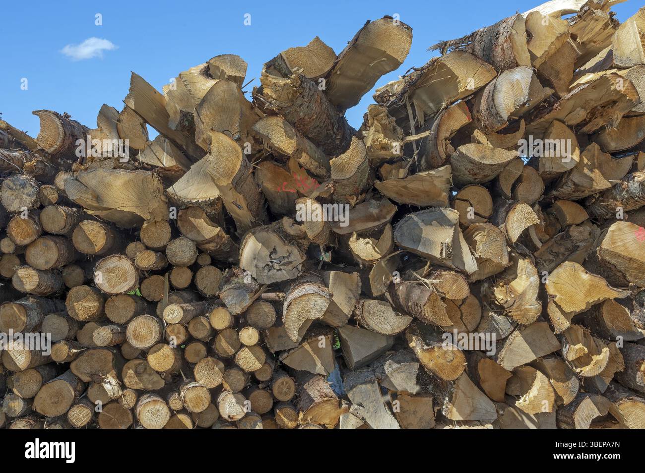 Stapelholz, Brennholzpfahl, Allgäu, Schwaben, Bayern, Deutschland, Europa Stockfoto