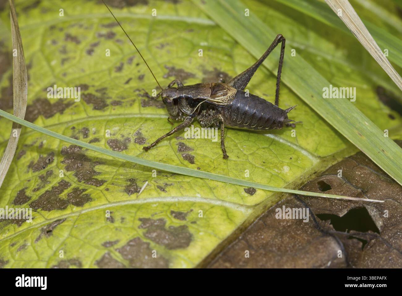 Buschgrille - männlich (Pholidoptera griseoaptera) Stockfoto