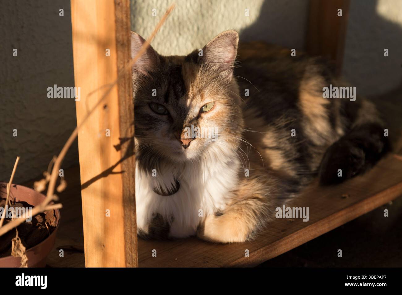 Schwarze Makrele Torbie und weiße Katze sehen die Kamera auf einem Wald und fangen die Nachmittagssonne ein Stockfoto