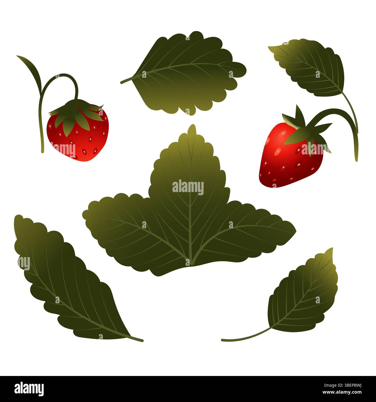Set von Erdbeeren mit Beeren, Blättern und Blumen. Vektorillustration isoliert auf weißem Hintergrund. Stock Vektor