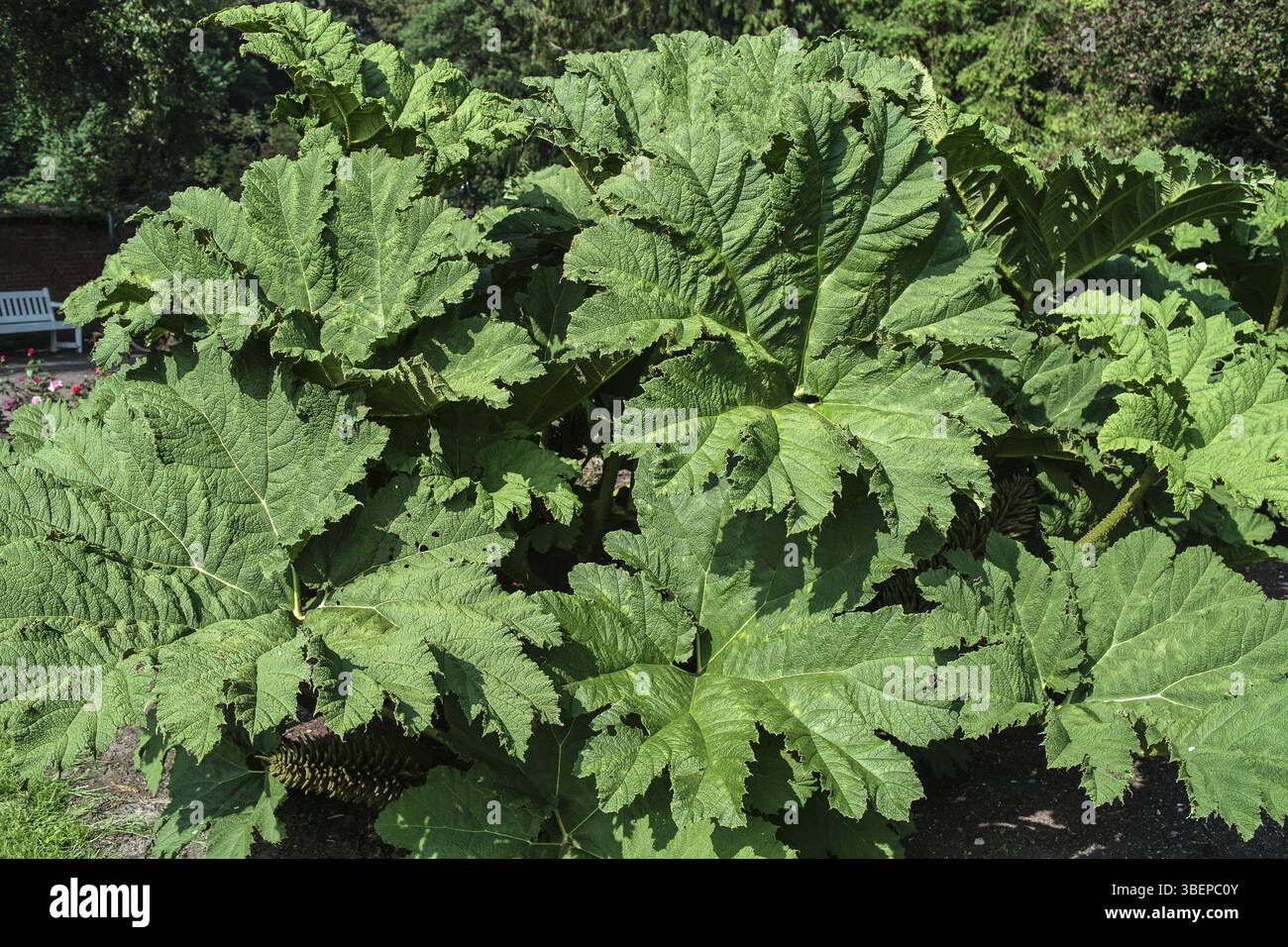 Gunnera manicata GUNNERA (Gunnera manicata) Stockfoto