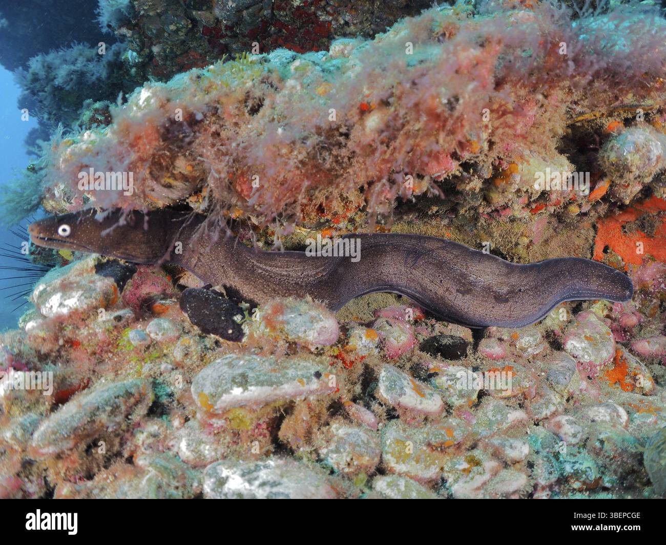 Muraena augusti (Muraena augusti) Stockfoto