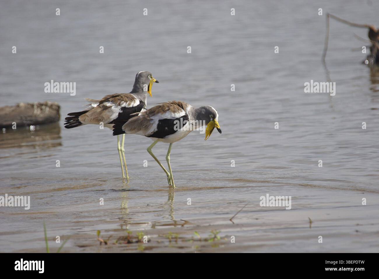Weißgekrönter Kiefer (Vanellus albiceps) Stockfoto