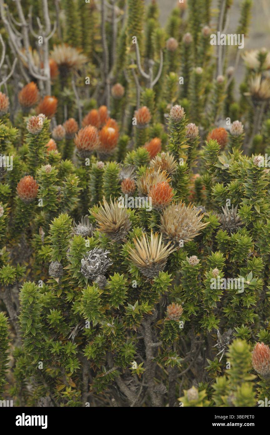 Blume des Andenkletters (Chuquiraga jussieui) Stockfoto