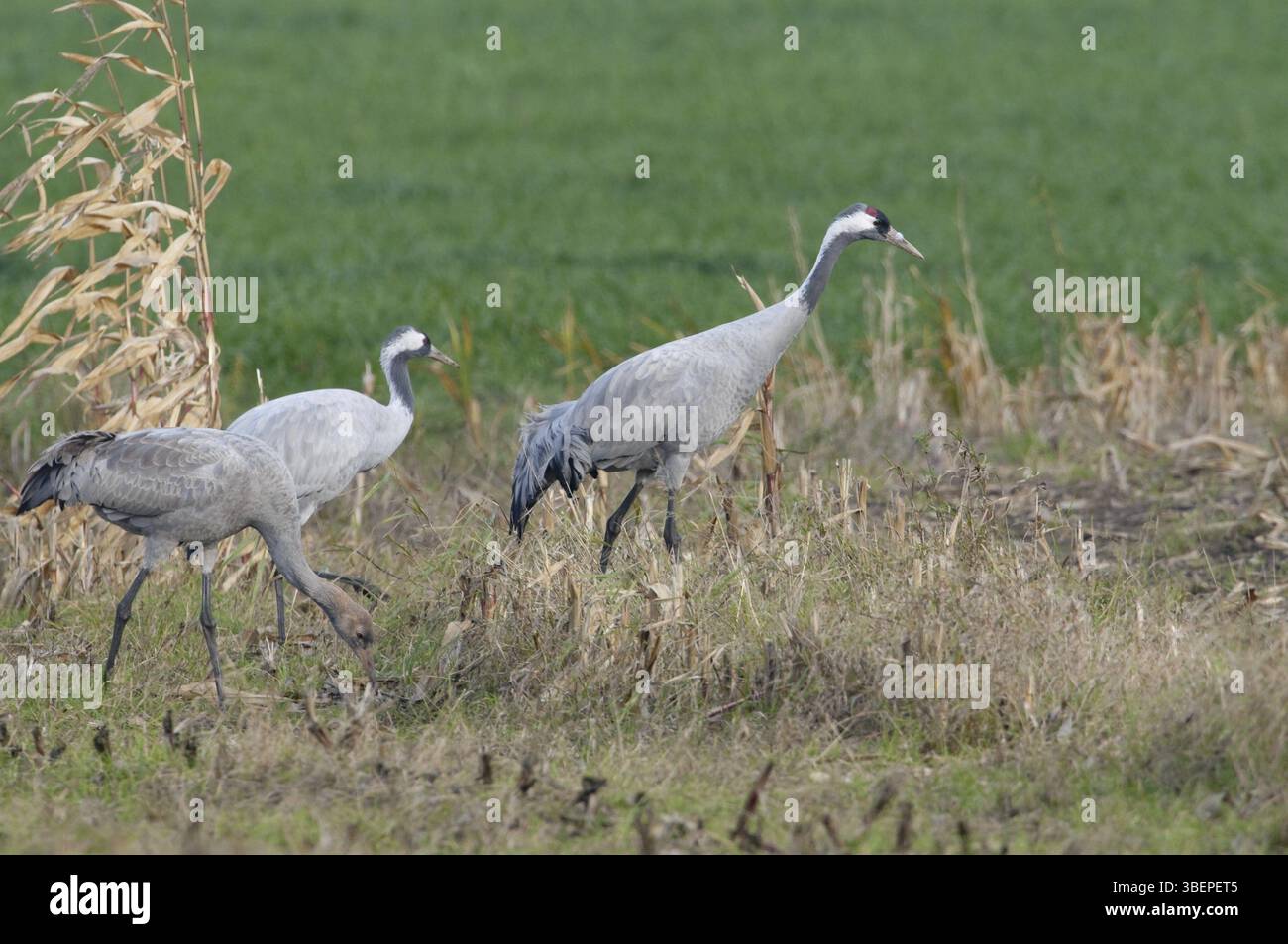 Eurasischer Kran (Grus grus) Stockfoto