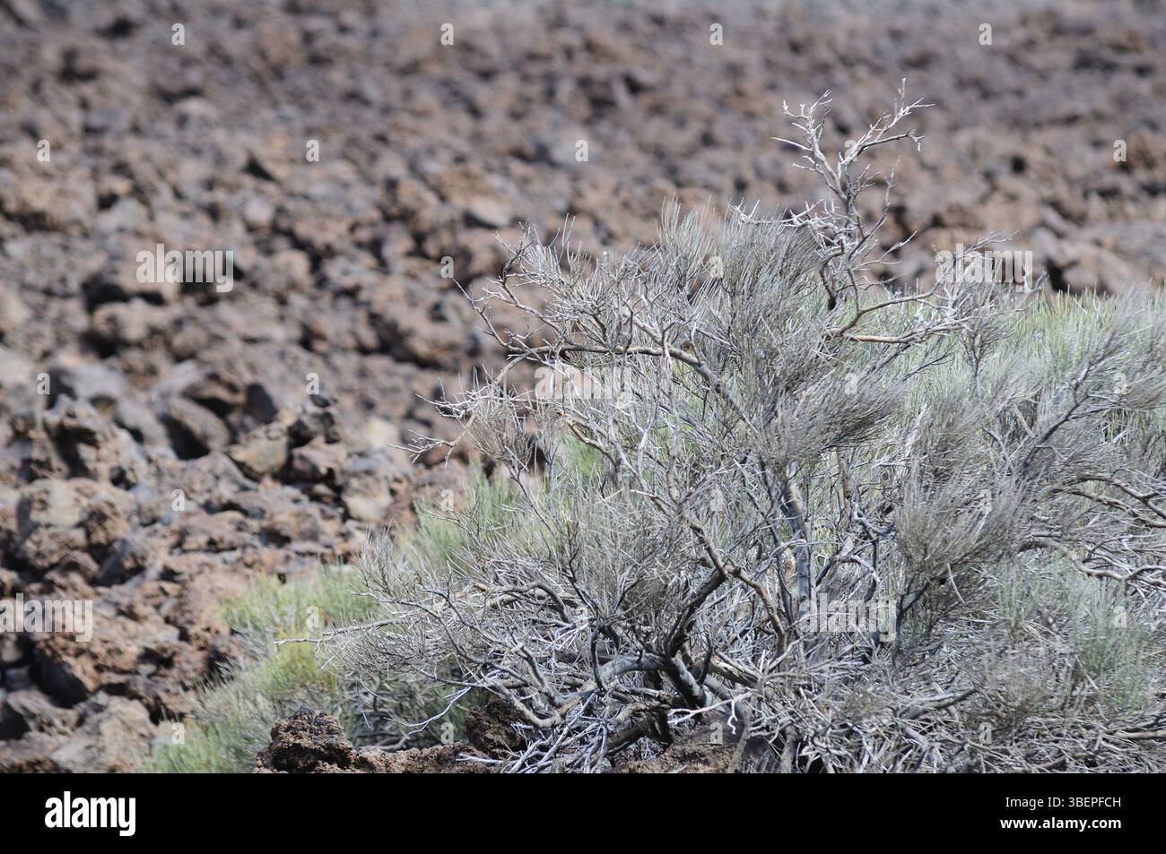 Teneriffa (teneriffa) Stockfoto