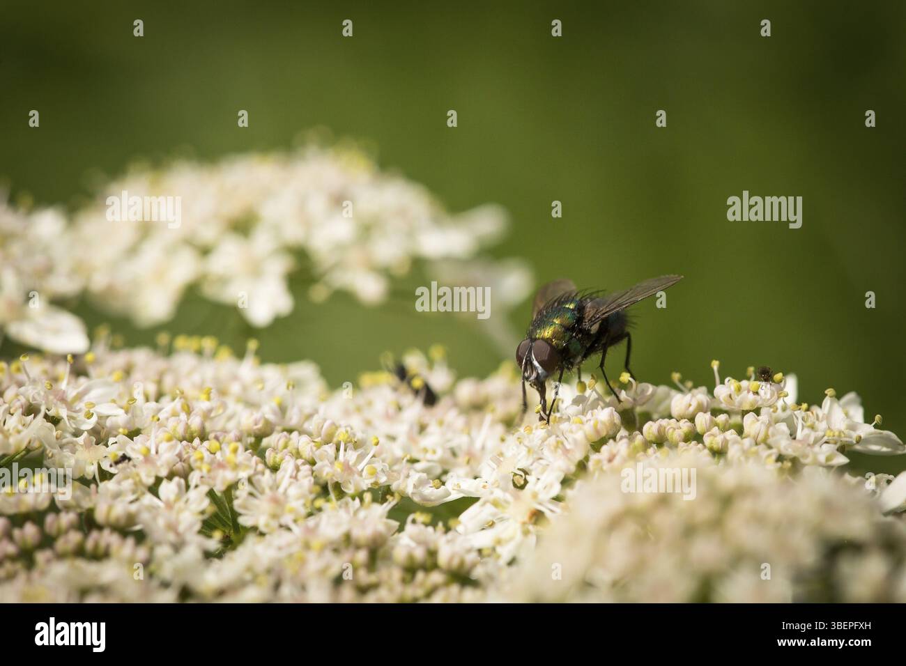 Glänzende Fliege Stockfoto