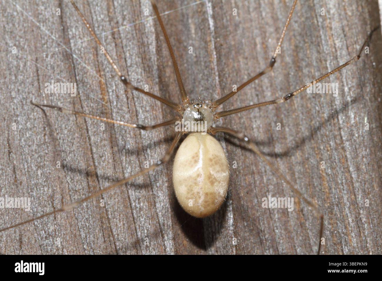 Langbeinige Zellspinne (Pholcus phalangioides) Stockfoto