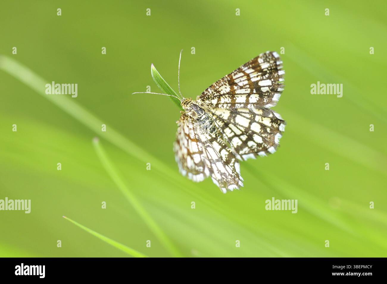 Gitterpeeper (Chiasmia clathrata) Stockfoto