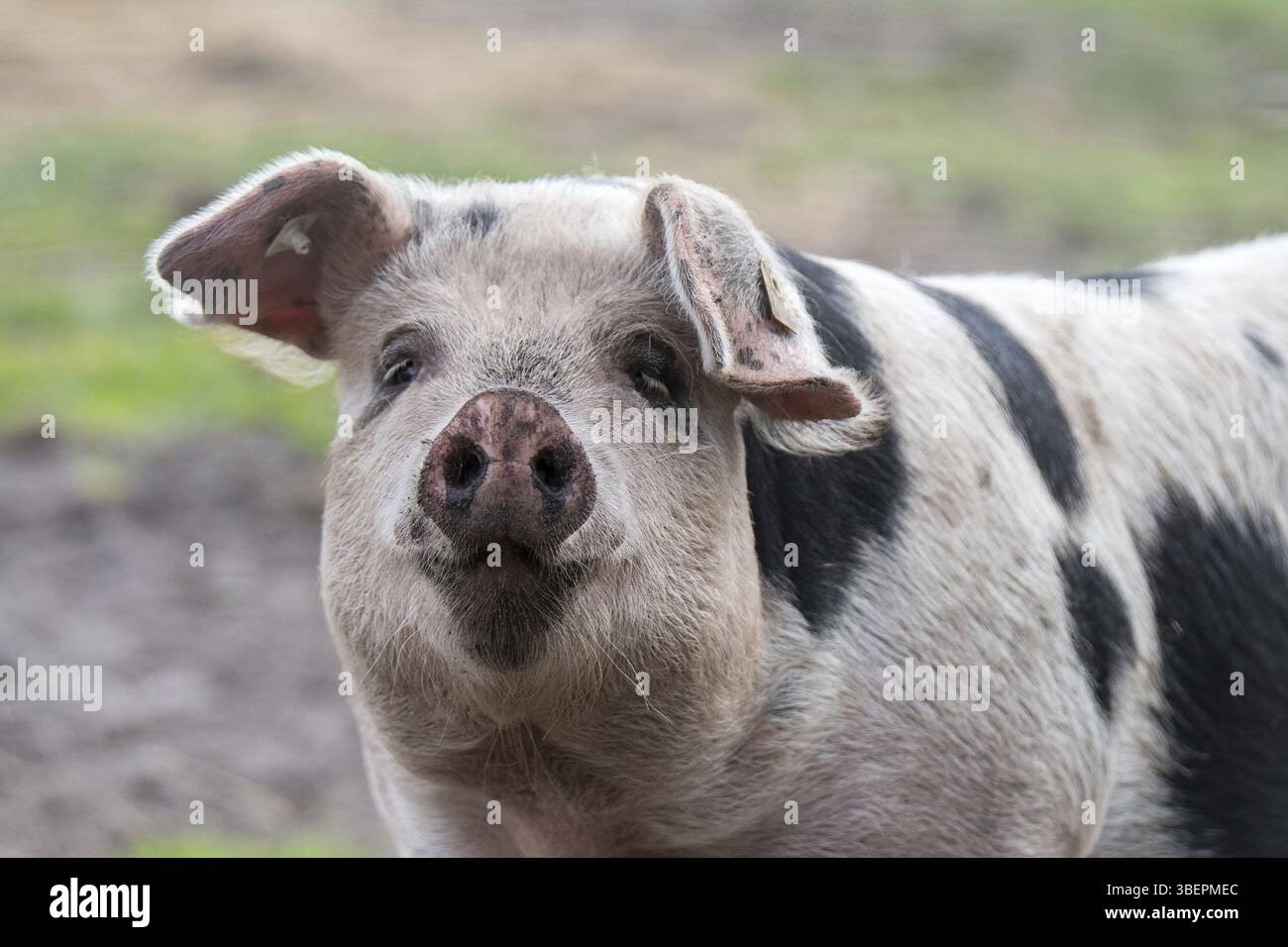 Farbenfrohe Bentheimer-Schwarzpastete Stockfoto