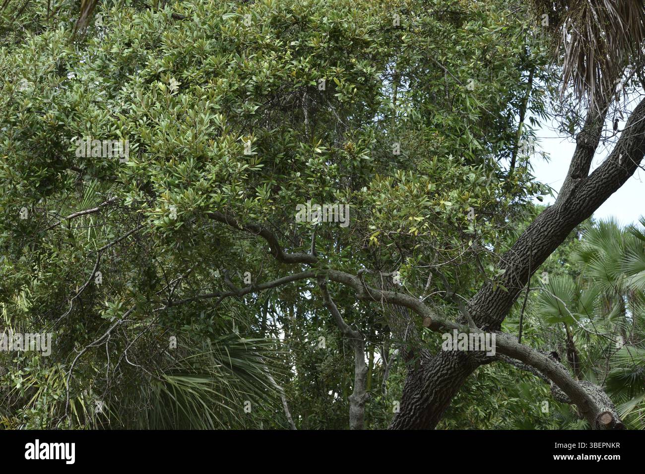 Persea borbonia (Persea borbonia) Stockfoto